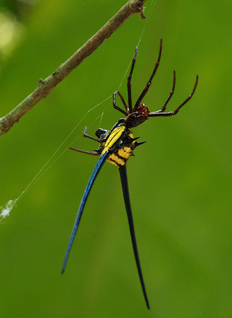 Découverte de 46 nouvelles espèces animales au Surinam  I-2bBDTJg-M