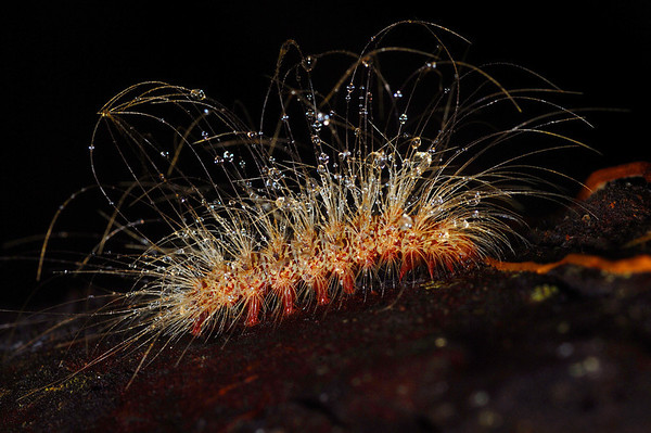 Découverte de 46 nouvelles espèces animales au Surinam  I-DHhvfLD-M