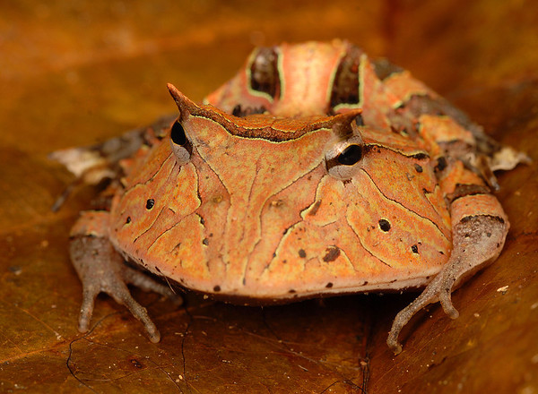 Découverte de 46 nouvelles espèces animales au Surinam  I-XsQkCbD-M