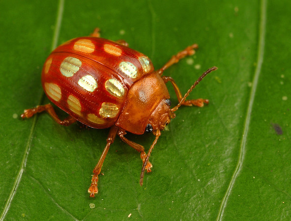 Découverte de 46 nouvelles espèces animales au Surinam  I-zkgzK9q-M