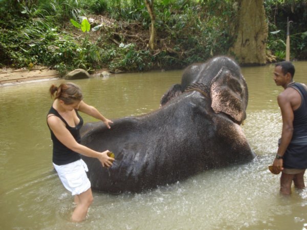 Matachistes vs. Salchibros - Página 4 3028851-elephant-shower-0