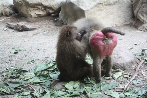 ONH - Post your Pics Please 3526437-Big-Red-Baboon-Arse-0