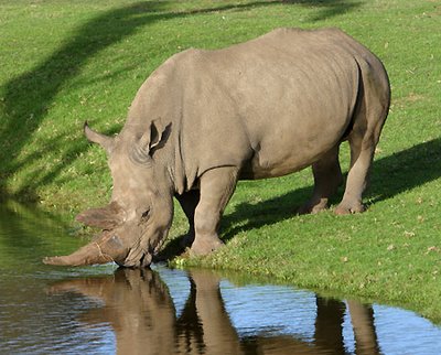 Le Monde préhistorique : Dinosaures et autres ... Rhino