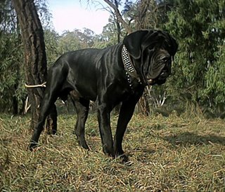 Top 10 Bad Ass Guard Dogs Picture%20024.0