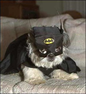 صور كلاب بحركات مضحكهـ >> هههههههههه Batman