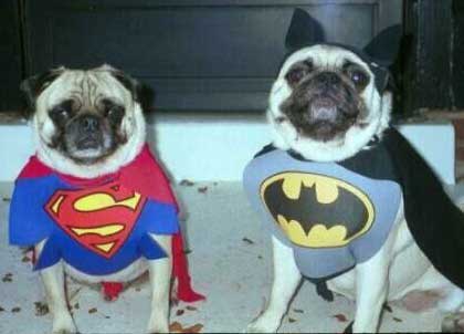 صور كلاب بحركات مضحكهـ >> هههههههههه Superman%20batman