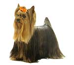 en el yorkshire terrier 0025