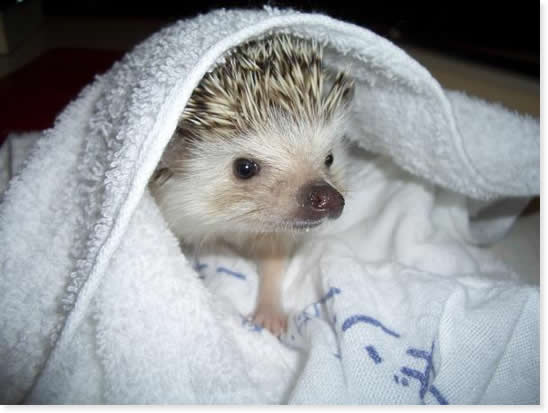 Who loves hedgehogs Hari