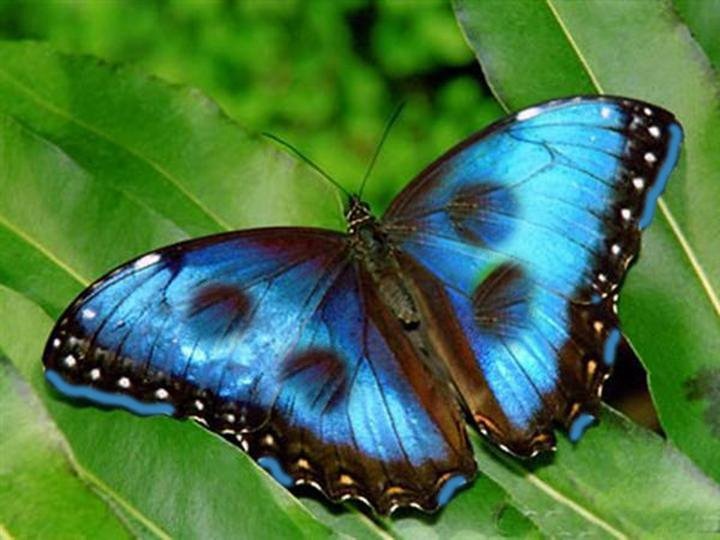 *** LAS MARIPOSAS DEL RINCON DE ENERI *** - Página 6 Mariposa%20azul