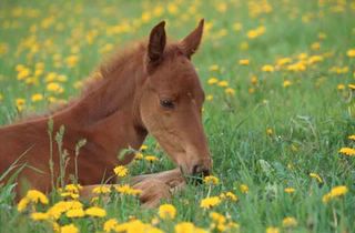 Y'a d'la joie! Colt1