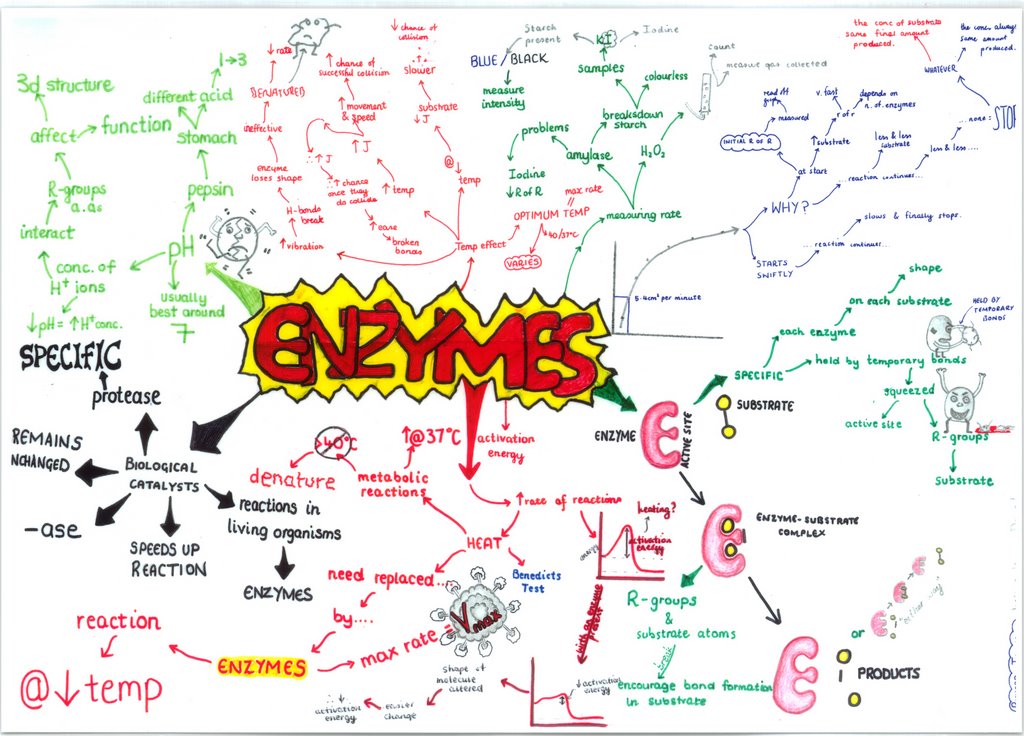 enzymes Enzymes%20AS