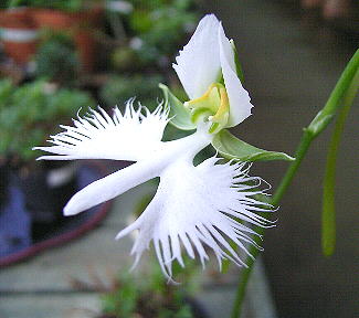 Lan Hạc Trắng còn gọi là Heron Orchid Sagiso