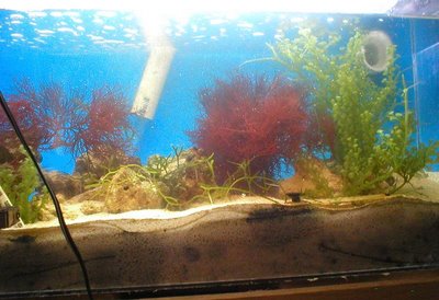 360 litres avec DSB et Jaubert Refugium