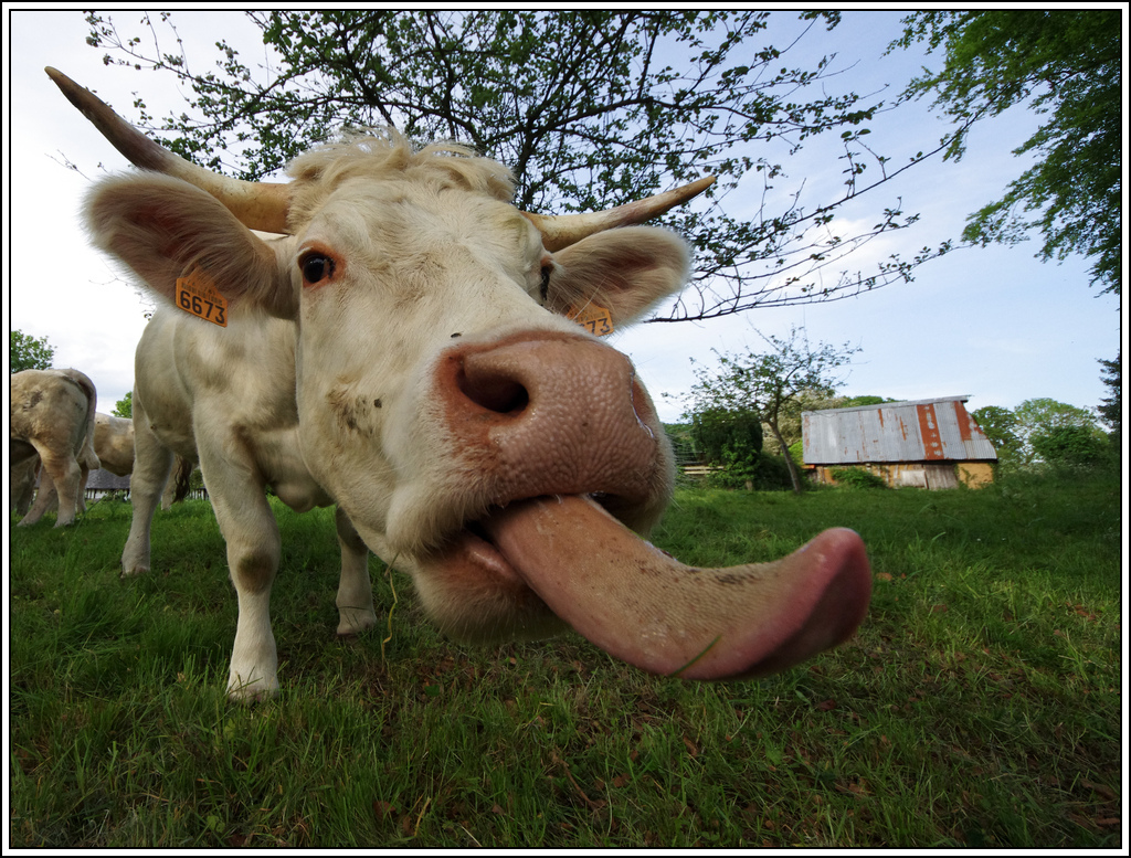 Oui, il est possible de faire de l'animalier avec un 8mm K5008087