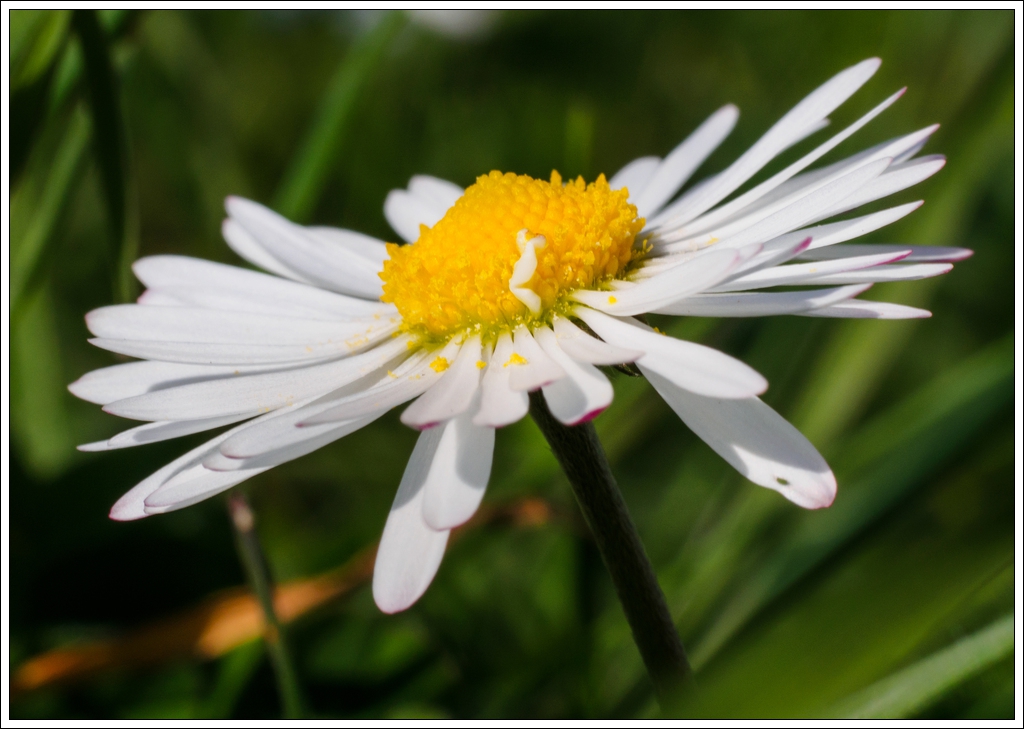 Petites fleurs OMD03163-3