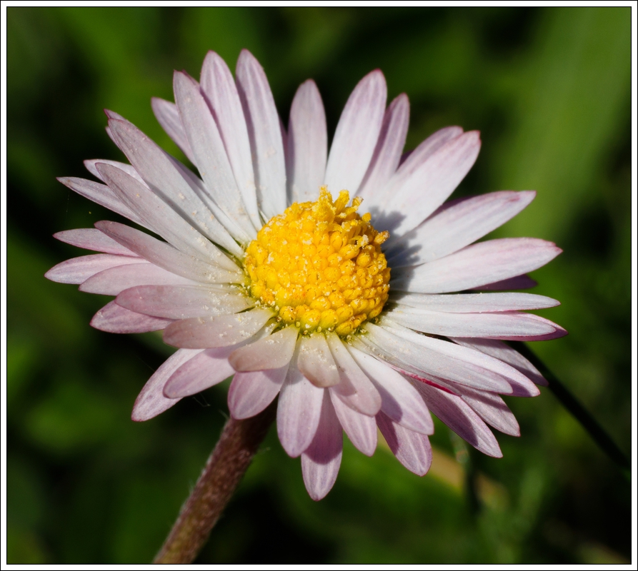 Petites fleurs OMD03169