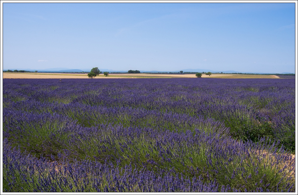 Les lavandes en Provence OMD01651-2