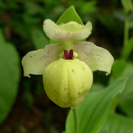 Hoa gieo tứ tuyệt 3 - Page 12 Cypripedium-flavum-