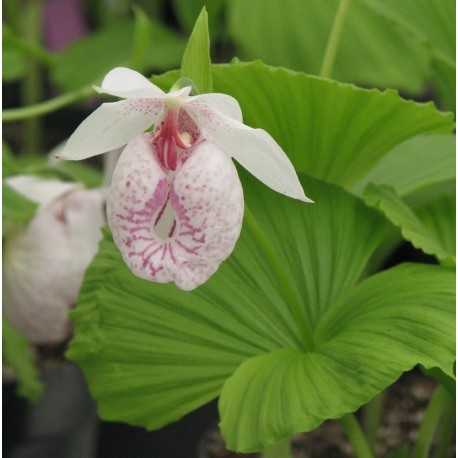 Hoa gieo tứ tuyệt 3 - Page 12 Cypripedium-formosanum-