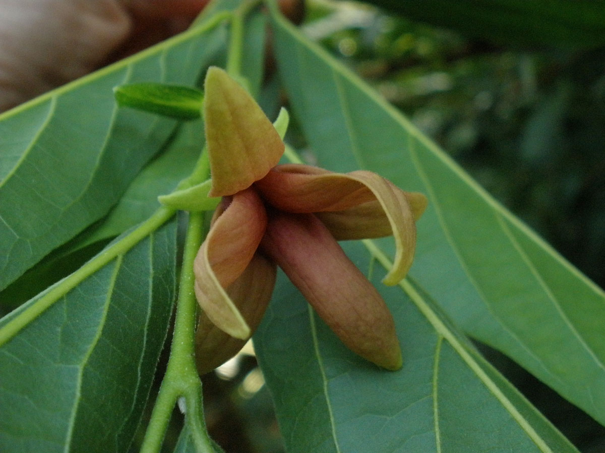 TÌNH YÊU CÂY CỎ  - Page 53 Annonaceae3