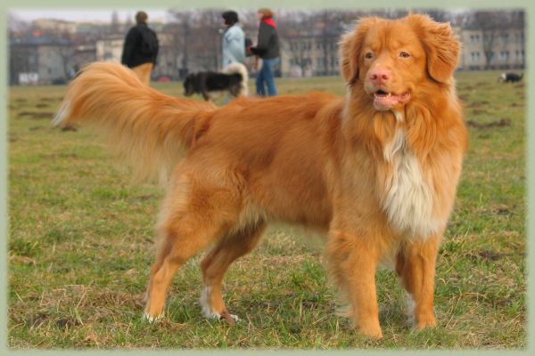 Adivina la raza de perro Nova_scotia_duck_tolling_retriever