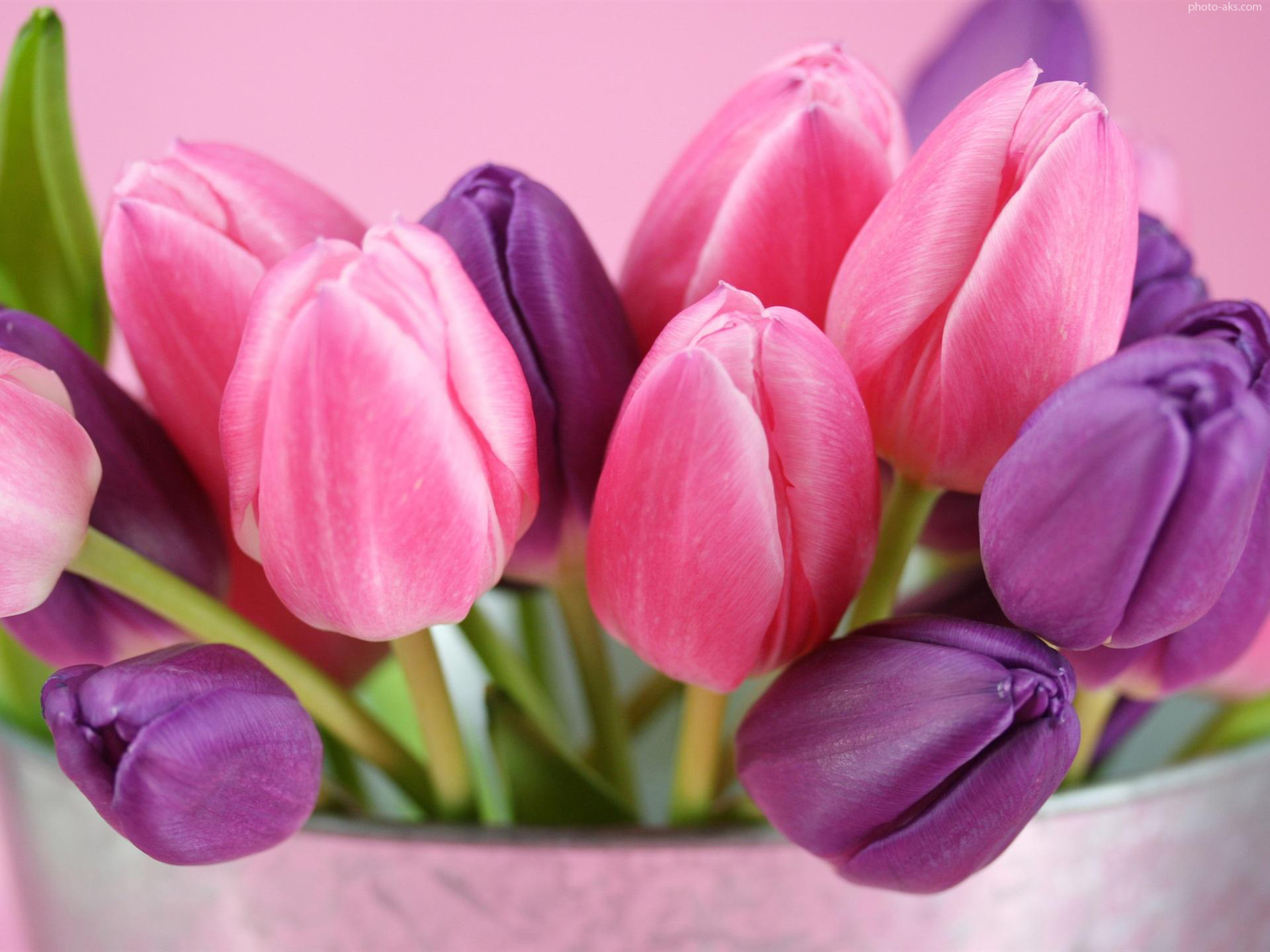 صور وردة روعة Pink_purple_tulips