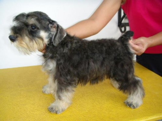 LET'S TALK * MINIATURE SCHNAUZERS * 372049364