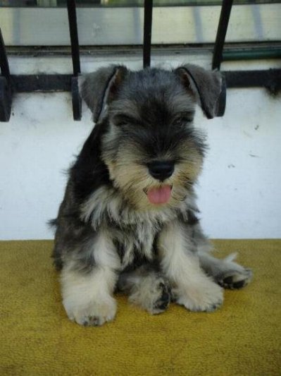 LET'S TALK * MINIATURE SCHNAUZERS * - Page 2 383479875