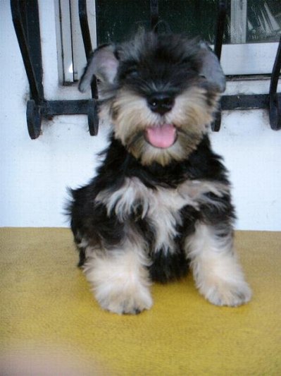 LET'S TALK * MINIATURE SCHNAUZERS * - Page 2 383479975