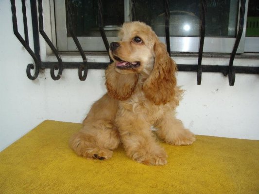 AMERICAN COCKER SPANIELS DITO PO TAYO - Page 15 388829127