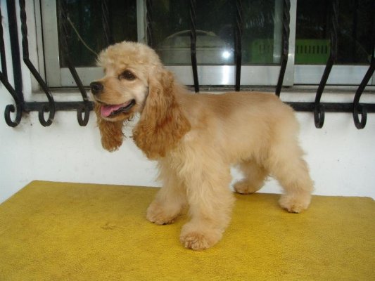 AMERICAN COCKER SPANIELS DITO PO TAYO - Page 15 388829160