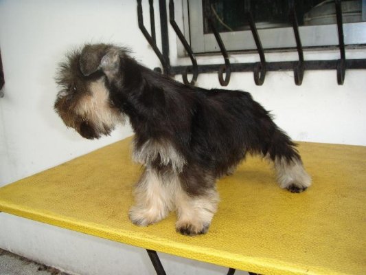 LET'S TALK * MINIATURE SCHNAUZERS * - Page 2 388984036