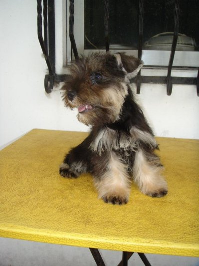 LET'S TALK * MINIATURE SCHNAUZERS * - Page 2 388984080