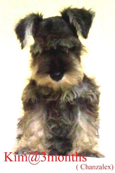 LET'S TALK * MINIATURE SCHNAUZERS * - Page 2 389083512