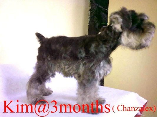 LET'S TALK * MINIATURE SCHNAUZERS * - Page 2 389083514