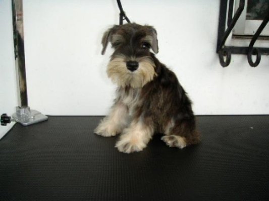 LET'S TALK * MINIATURE SCHNAUZERS * - Page 2 389713720