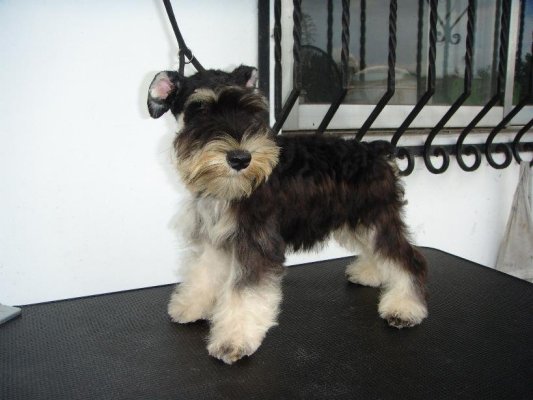 LET'S TALK * MINIATURE SCHNAUZERS * - Page 2 389779046