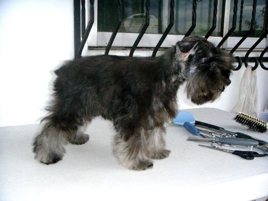 LET'S TALK * MINIATURE SCHNAUZERS * - Page 2 392032446