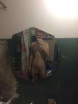 Photo and video. Very young Russian nude girl Elena Voshkina 18 y.o. 1053604-thumb