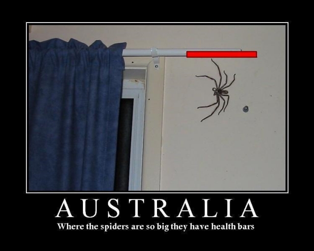 Pour nous, les hommes Small_australian%20spiders