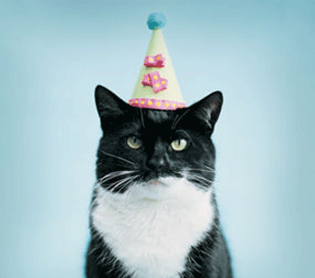 Happy birthday Shawn! Birthday_cat