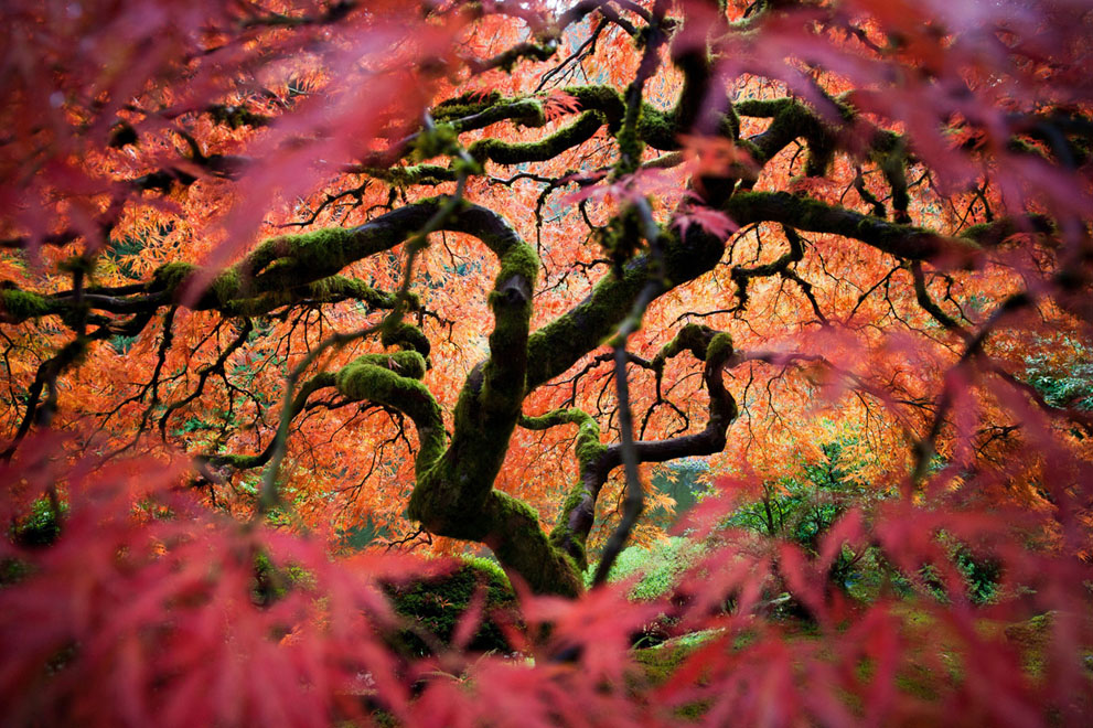 الأعمال الفائزة في مسابقة ناشيونال جيوغرافيك للتصوير الفوتوغرافي 2012 National-Geographic-Traveler-Photo-Contest-2012_1