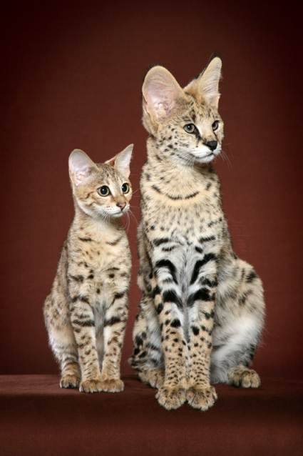 Catalogue Et Horaires De L'Animalerie " Les Copains De Niji" Savannah-serval-1