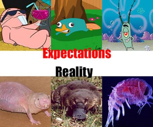 Expectativas Vs Realidad PNEexpectatioZ8U