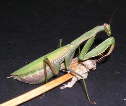 Mantis religiosa Mante2