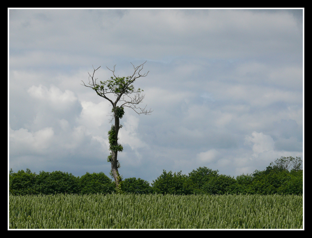 arbre Arbre1