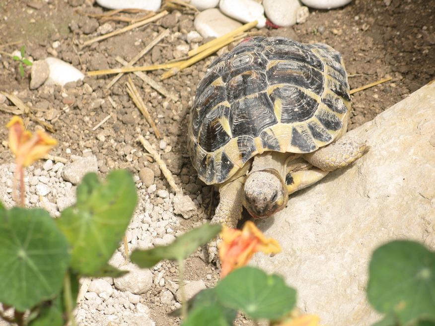 L'album photo de mes hermann Tortues12