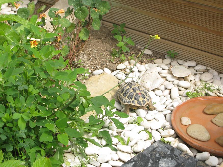 L'album photo de mes hermann Tortues27