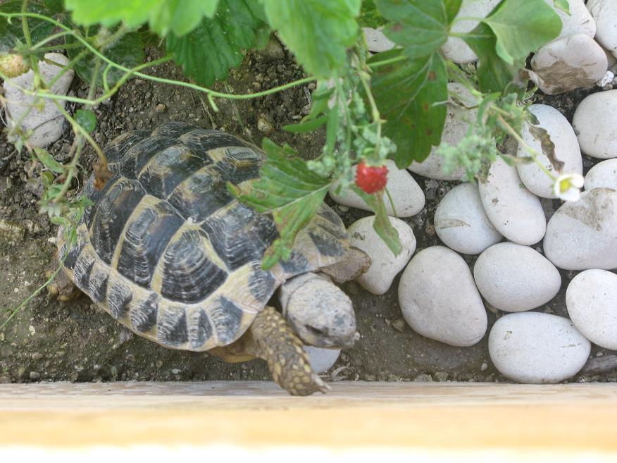 L'album photo de mes hermann Tortues44