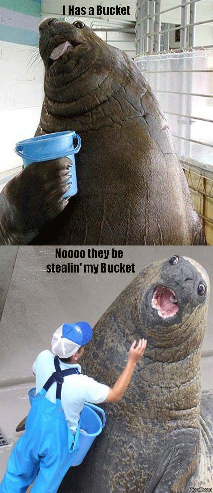 [Insert Something Wittier Here] Bucket_walrus